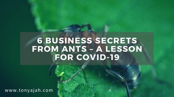 6 Business Secrets From Ants – A Lesson for COVID-19