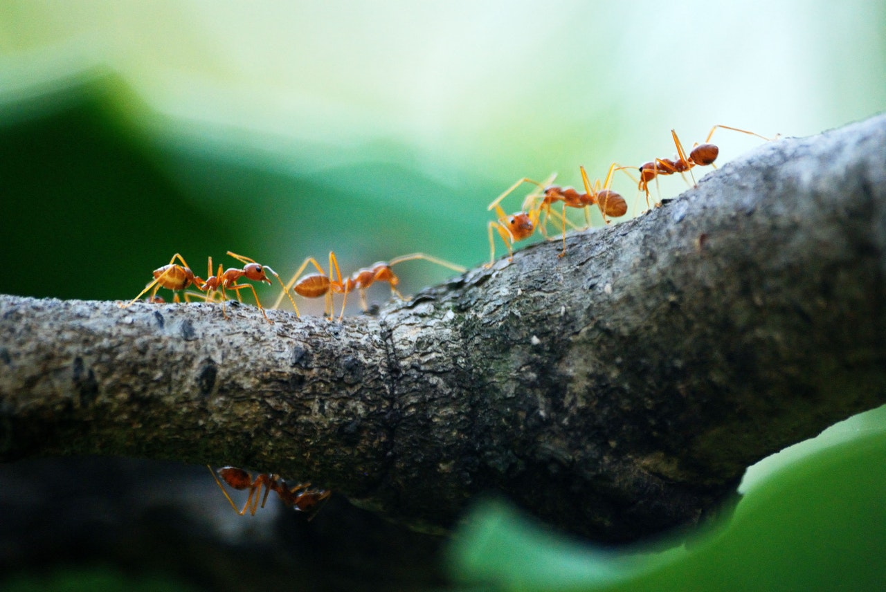 lessons from the ant-initiative